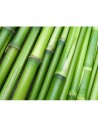 Lanas de Bambú